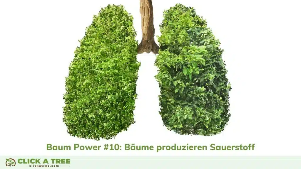 Bäume als Sauerstoffproduzent sind super wichtig