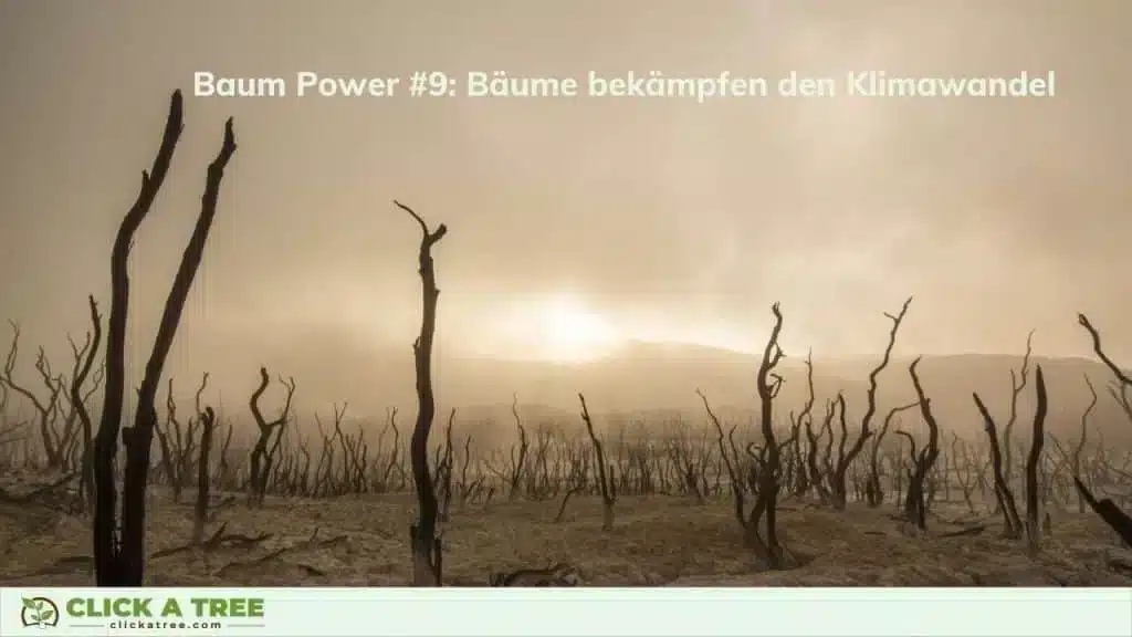 Bäume sind wichtig im Kampf gegen den Klimawandel