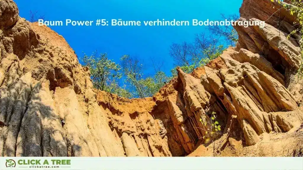 Warum sind Bäume wichtig? 11 unglaubliche Gründe Bodenerosion verhindern durch Baume pflanzen Warum sind Bäume wichtig