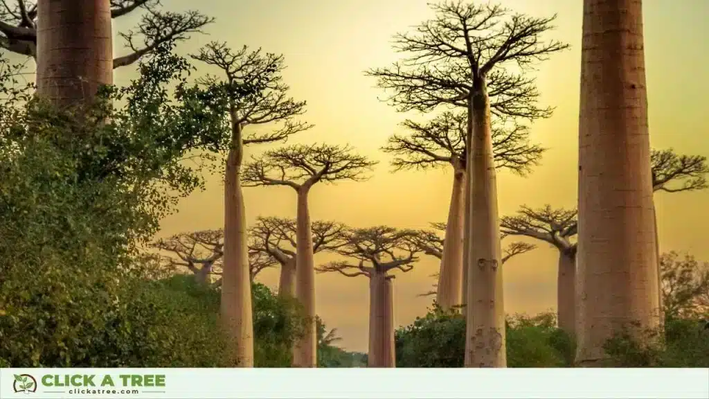 Baobab trees are crucial parts of the ecosystem