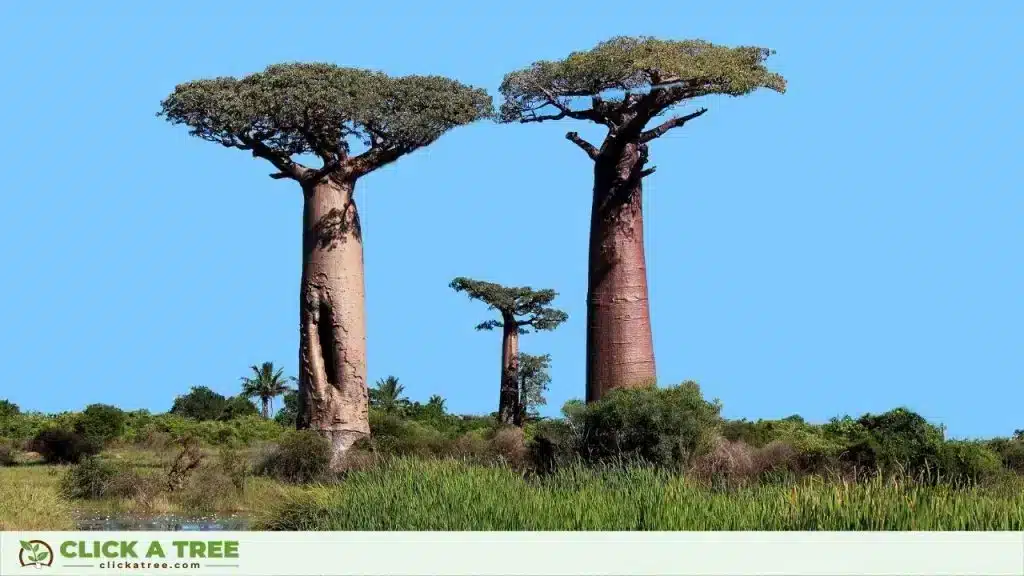 How large are baobab trees - stunning baobab facts