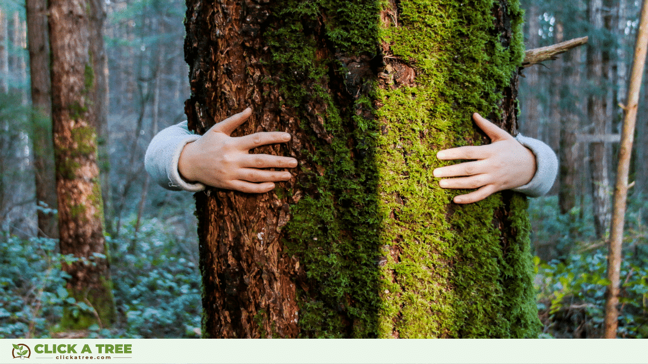 Arbor Day: when, where and how to celebrate it 9 Arbor Day: when, where and how to celebrate it Tag des Baumes 2023 10
