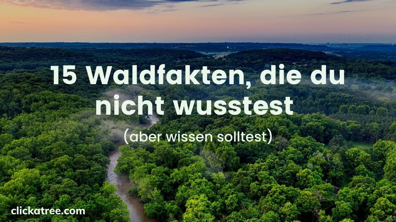 Arbor Day: when, where and how to celebrate it 10 Arbor Day: when, where and how to celebrate it Tag des Baumes 2023 11