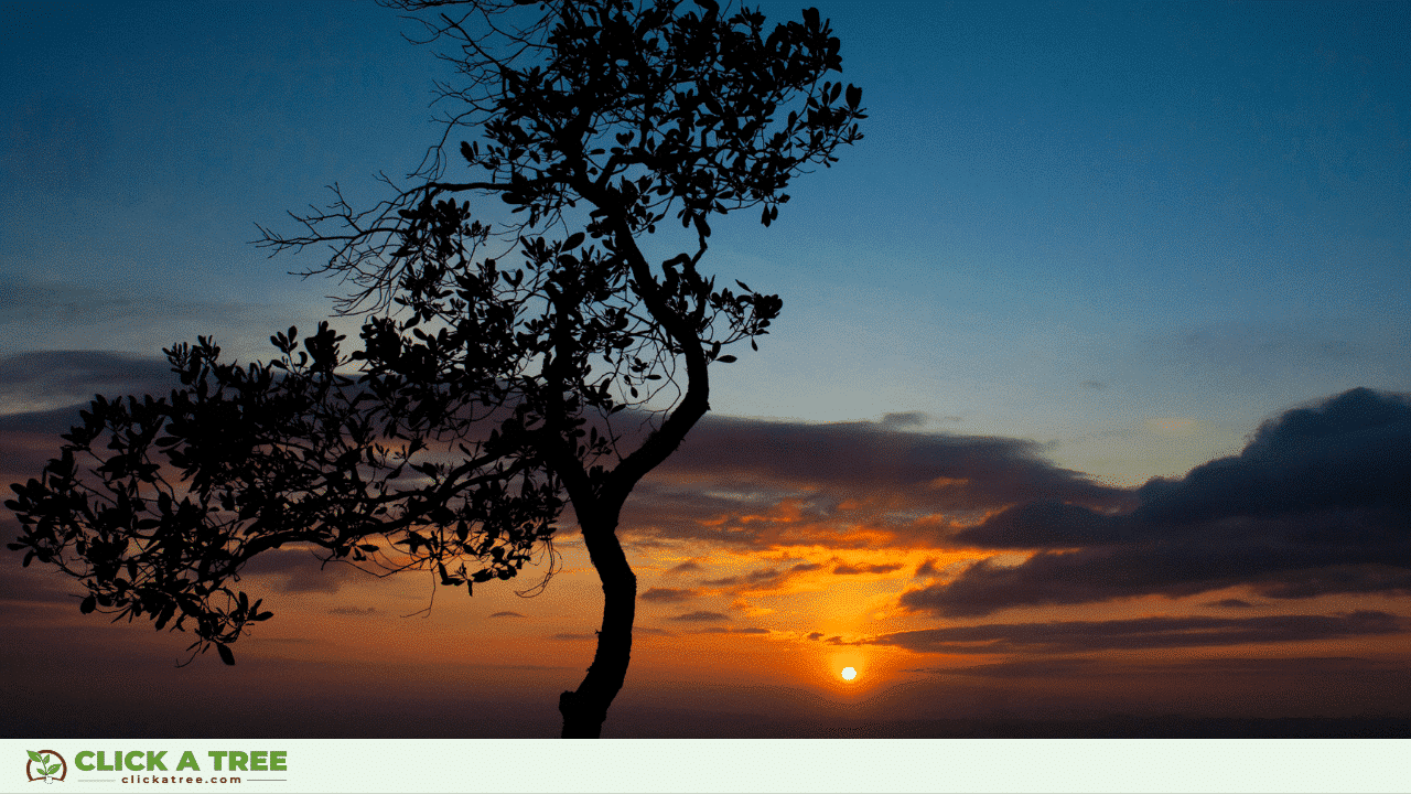 Arbor Day: when, where and how to celebrate it 18 Arbor Day: when, where and how to celebrate it Tag des Baumes 2023 19