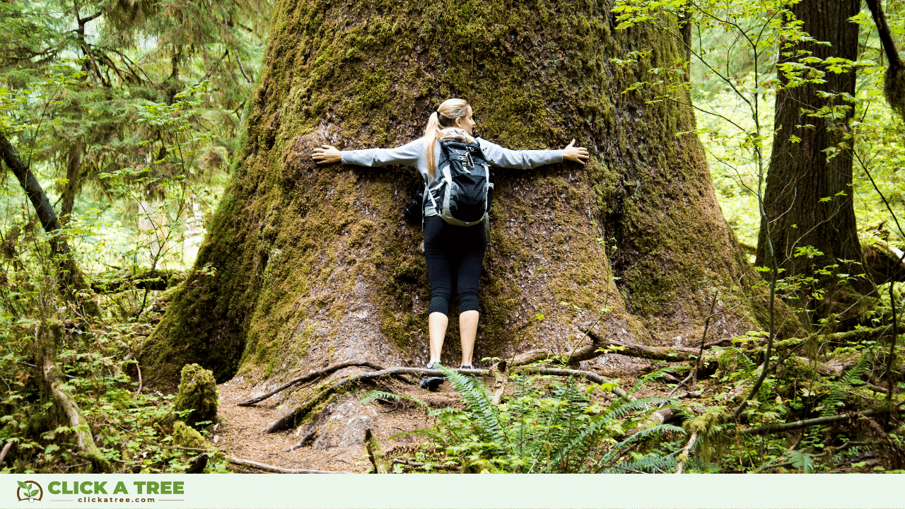 Arbor Day: when, where and how to celebrate it 19 Arbor Day: when, where and how to celebrate it Tag des Baumes 2023 20