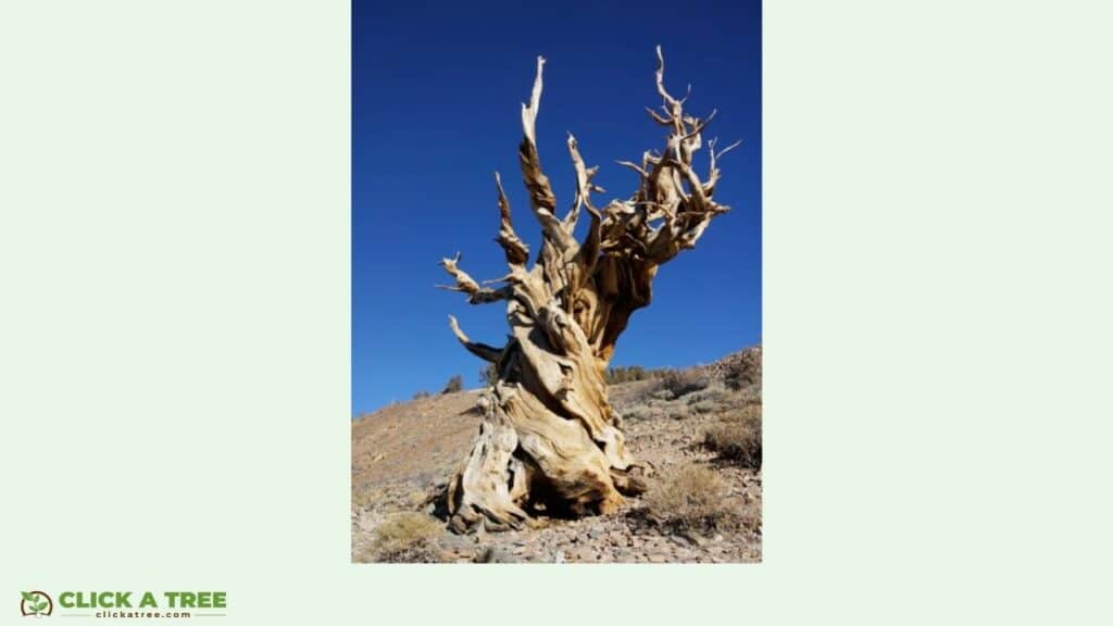 Tree Facts: The world's tallest, oldest, largest and rarest trees 14 1 tree facts