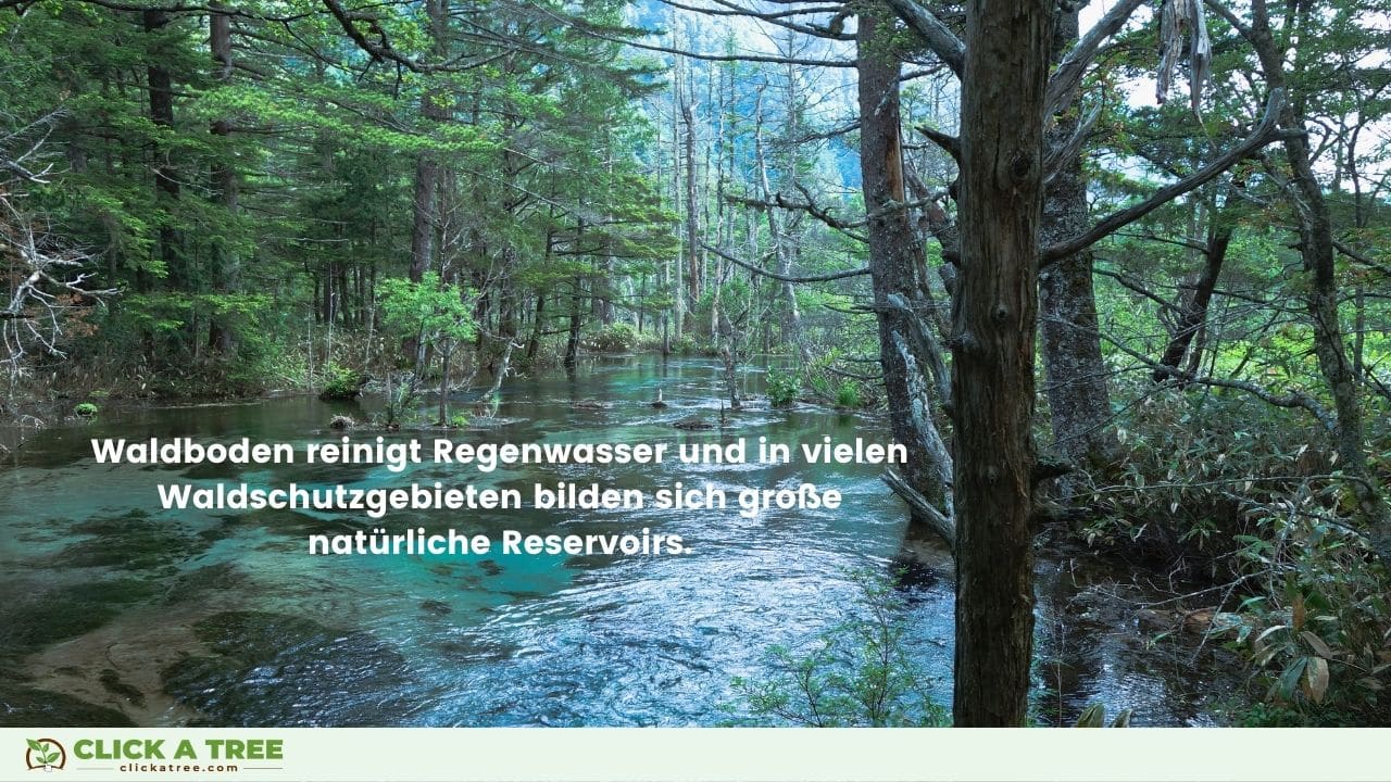 15 facts about forests you didn't know yet 6 15 facts about forests you didn't know yet 15 Fakten ueber Waldfakten 06 forest facts