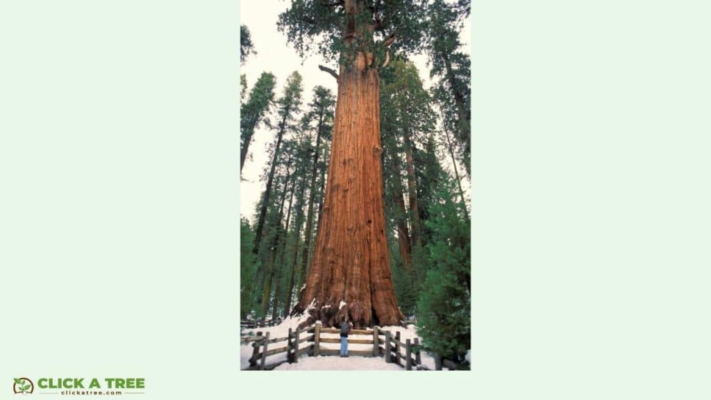 Tree Facts: The world's tallest, oldest, largest and rarest trees 6 tree facts