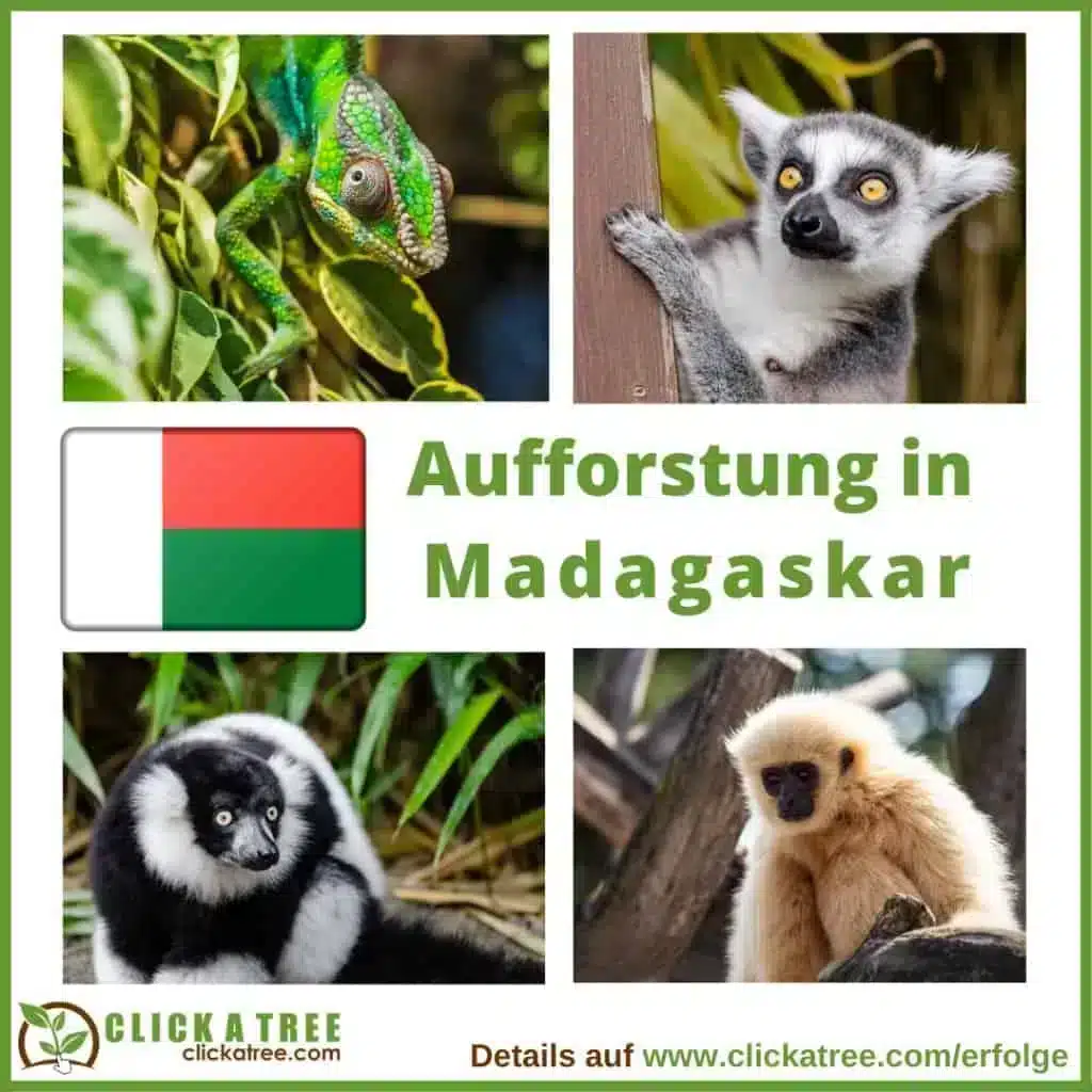 Reforestation in Madagascar Aufforstung in Madagaskar 1024x1024 1