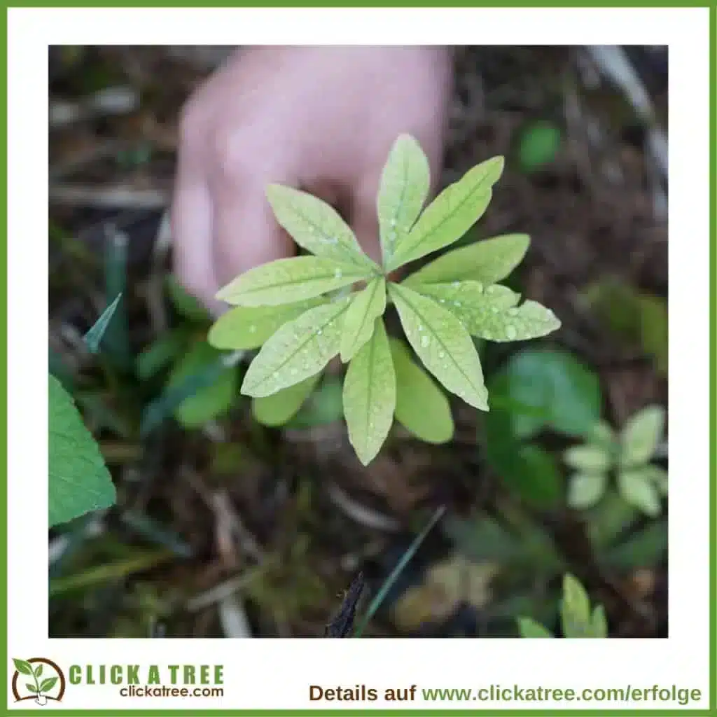 Die „Twentrees“: Das Jahrzehnt, das unseren Planeten rettet Baum Pflanzen Hand Waldboden 1024x1024 1 Twentrees