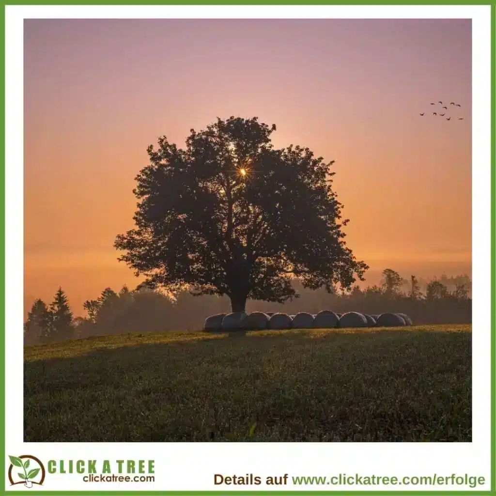 Die „Twentrees“: Das Jahrzehnt, das unseren Planeten rettet Baum Sonnenaufgang Wiese Voegel 1024x1024 1 Twentrees