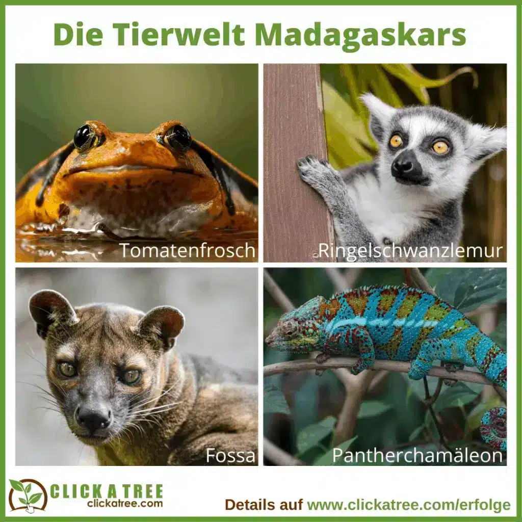 Reforestation in Madagascar Die Tierwelt Madagaskars 1024x1024 1