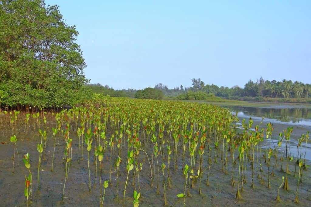 Reforestation in Madagascar Mangrove Seedlings BnTree bedandtree for reforesting Madagascar