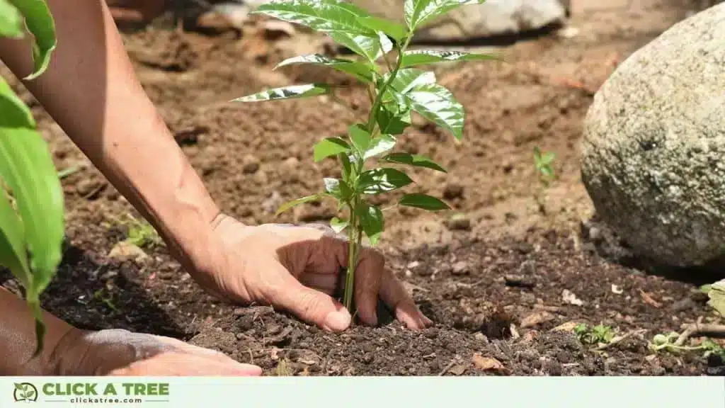 7 incredible benefits of planting trees 13 7 incredible benefits of planting trees Planting Trees Click a Tree3 1024x576 1