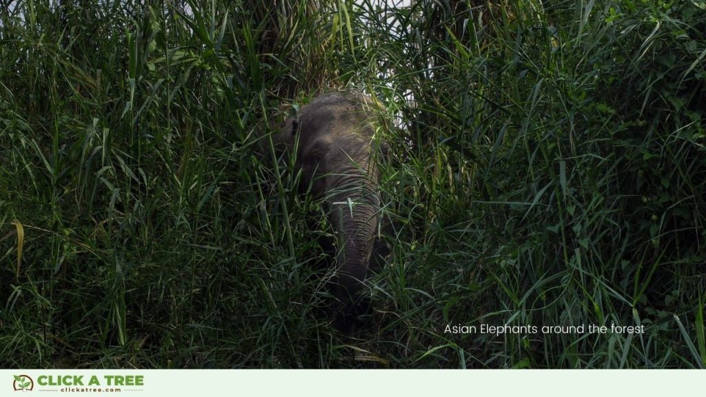 Reisen und Bäume Pflanzen Reisen und Baume pflanzen mit BnTree3 1024x576 1 reisen