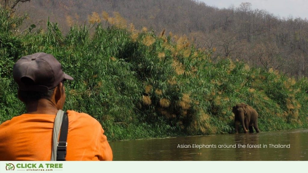 Reisen und Bäume Pflanzen Reisen und Baume pflanzen mit BnTree6 1024x576 1 reisen
