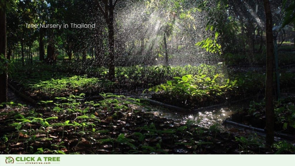 Reisen und Bäume Pflanzen Reisen und Baume pflanzen mit BnTree7 1024x576 1 reisen