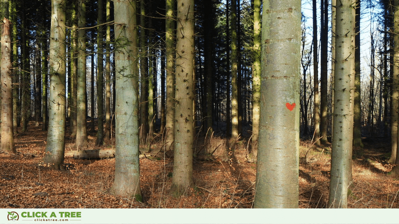 Arbor Day: when, where and how to celebrate it 2 Arbor Day: when, where and how to celebrate it Tag des Baumes 2023 02