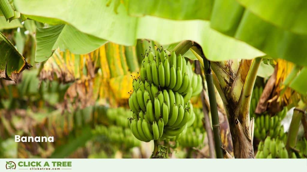Planting trees in Ghana Baume pflanzen in Ghana Click A Tree1 2