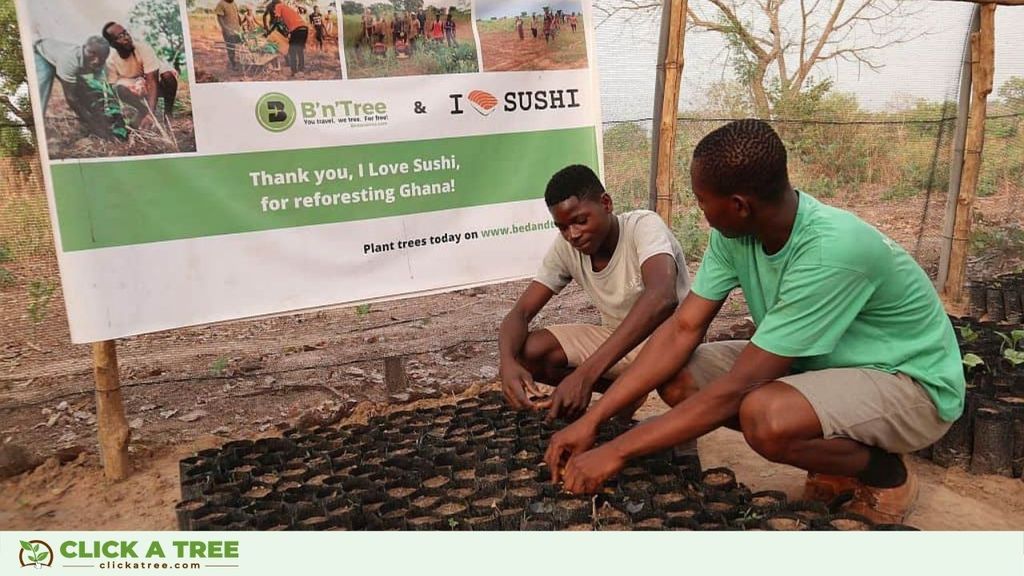 Planting trees in Ghana Baume pflanzen in Ghana Click A Tree2 1
