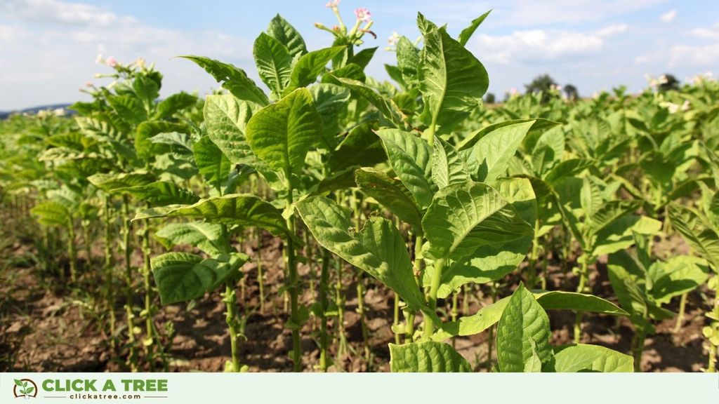 Planting trees in Ghana Baume pflanzen in Ghana Click A Tree2 3