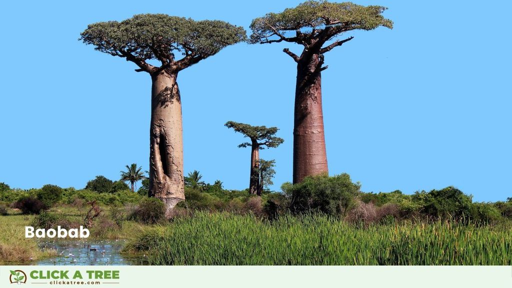 Planting trees in Ghana Baume pflanzen in Ghana Click A Tree3 2