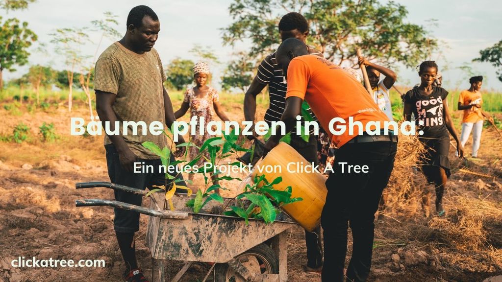 Planting trees in Ghana Baume pflanzen in Ghana Click A Tree3