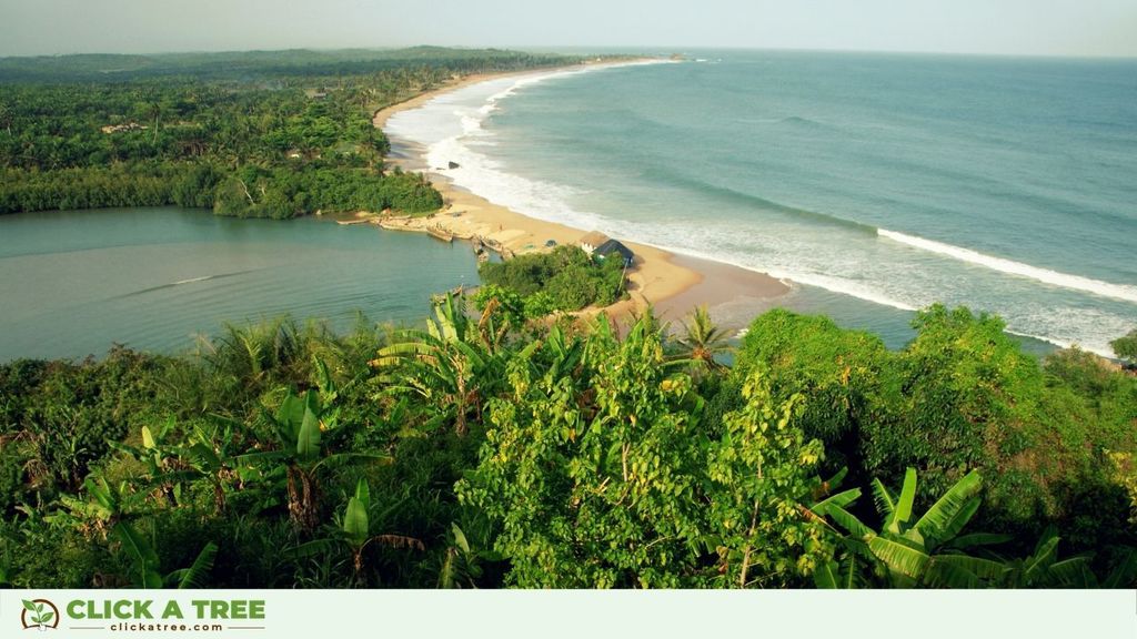Planting trees in Ghana Baume pflanzen in Ghana Click A Tree5