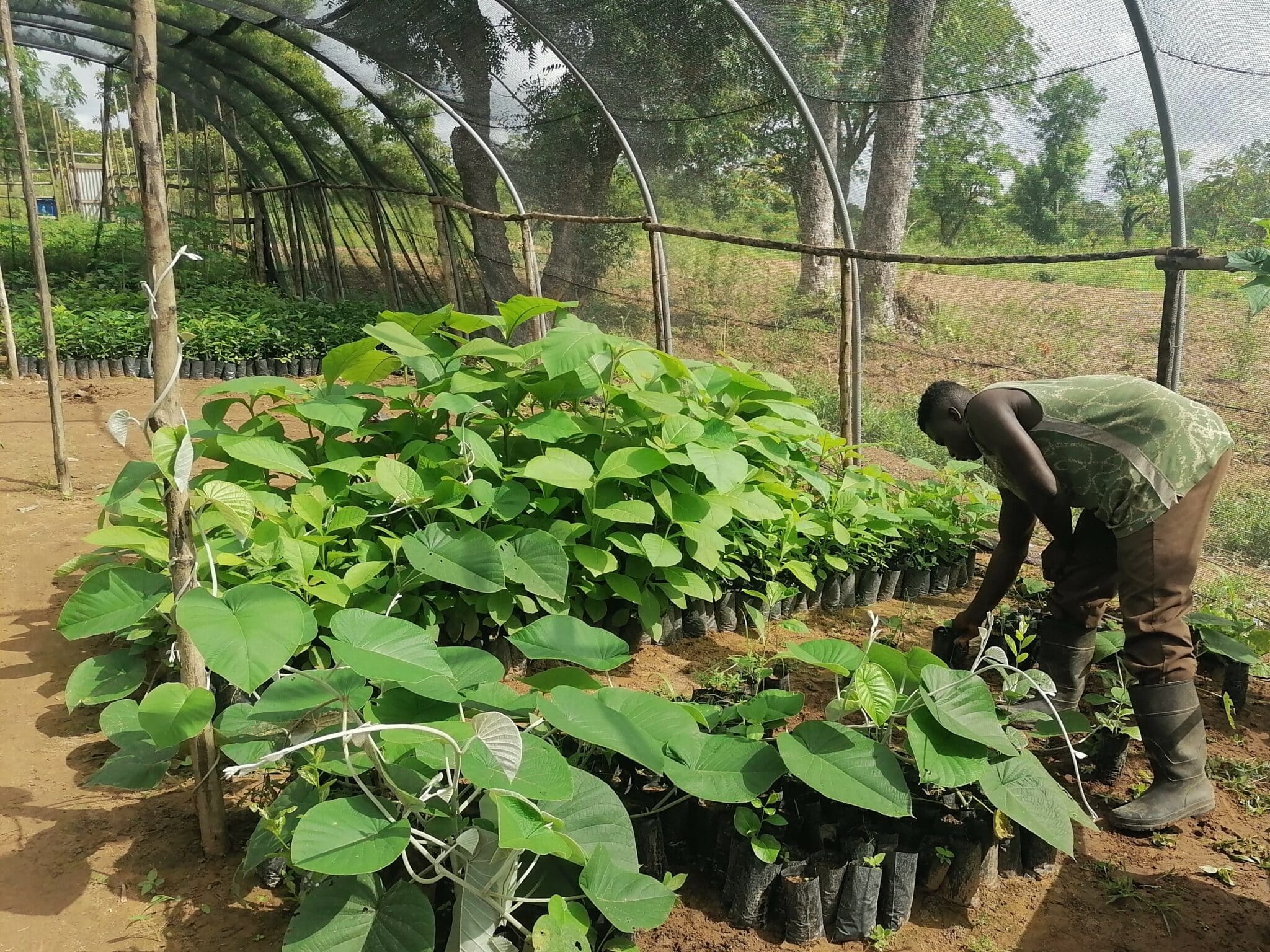 Projekt Ghana: Bäume pflanzen und Bildung fördern in Ghana Click A Tree Reforesting Ghana 2020 006 Bäume pflanzen Ghana