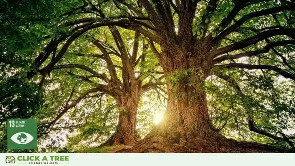 Click A Tree and the 17 Sustainable Development Goals Sustainable Development Goals and Click A Tree15 1024x576 1