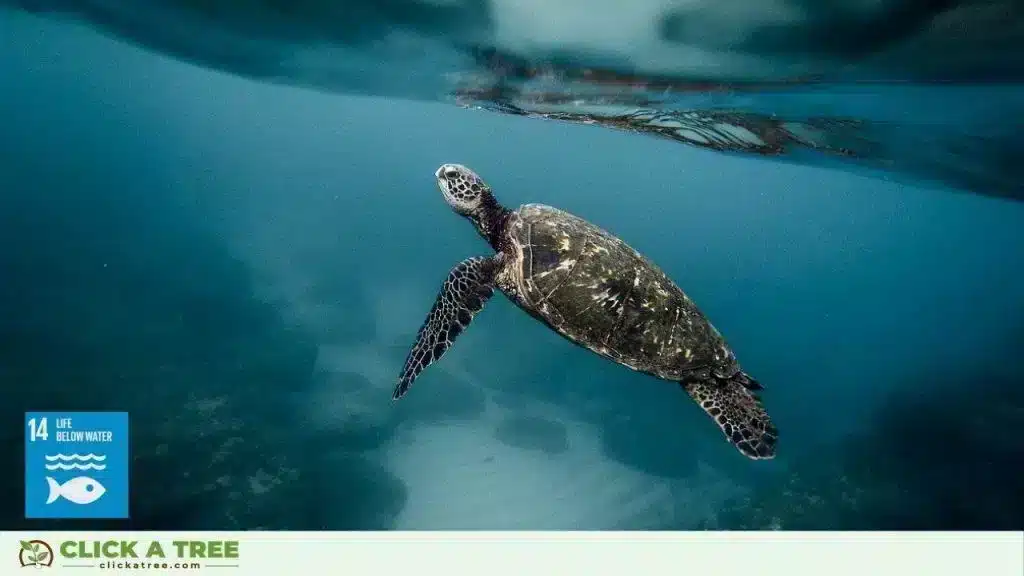 Click A Tree and the 17 Sustainable Development Goals Sustainable Development Goals and Click A Tree16 1024x576 1