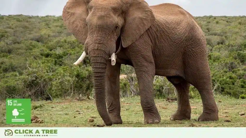 Click A Tree and the 17 Sustainable Development Goals Sustainable Development Goals and Click A Tree17 1024x576 1