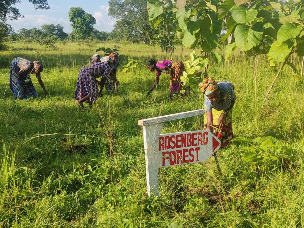 Das Bild zeigt den „Rosenberg Forest“ innerhalb des „Board Game Road“-Projektes von Click A Tree. Mehrere Frauen in bunten, traditionellen Kleidern arbeiten auf einem grünen Feld und pflanzen Setzlinge ein. Im Vordergrund befindet sich ein Schild mit der Aufschrift „Rosenberg Forest“, das auf das zugehörige Aufforstungsgebiet hinweist. Der Hintergrund zeigt eine üppige, grüne Landschaft mit vereinzelten Bäumen.