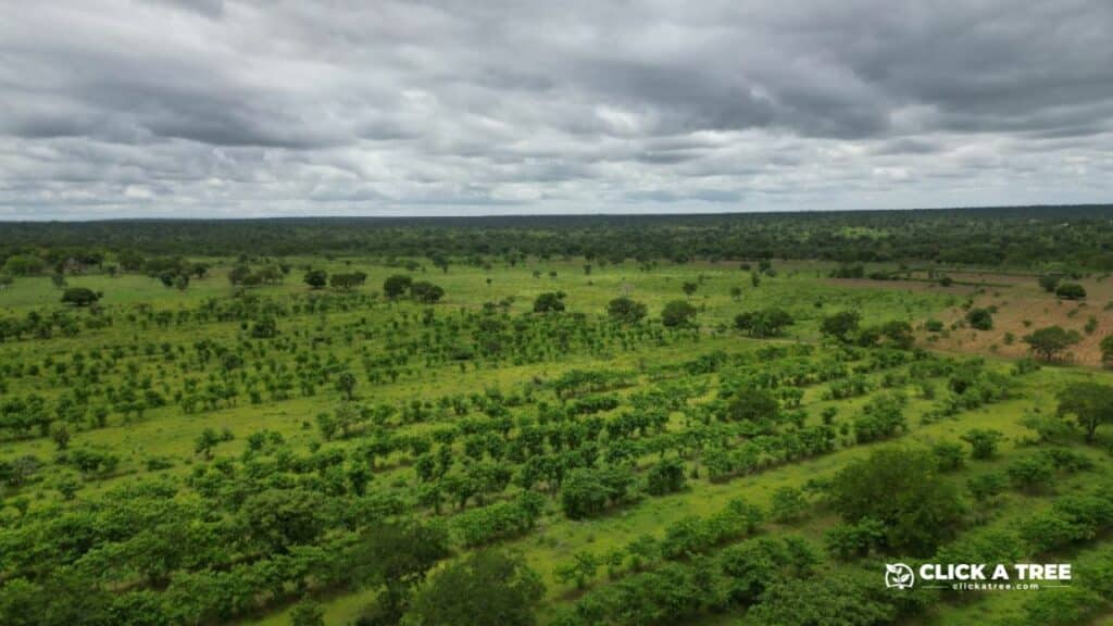 Eine satt grüne, syntropisch aufgeforstete Waldfläche in Ghana bei bewölktem Himmel.