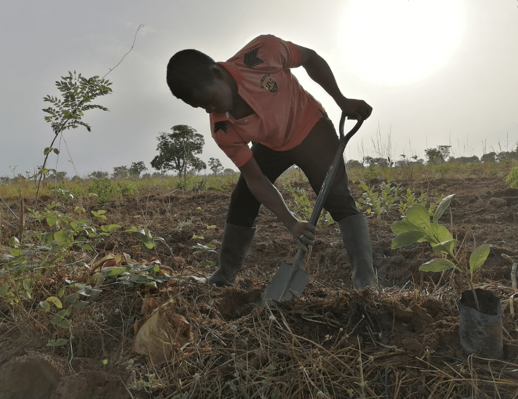 Machen: Jetzt Bäume pflanzen und Impact schaffen 6f88ab7ade6affc851a988ef76f7d800 Machen
