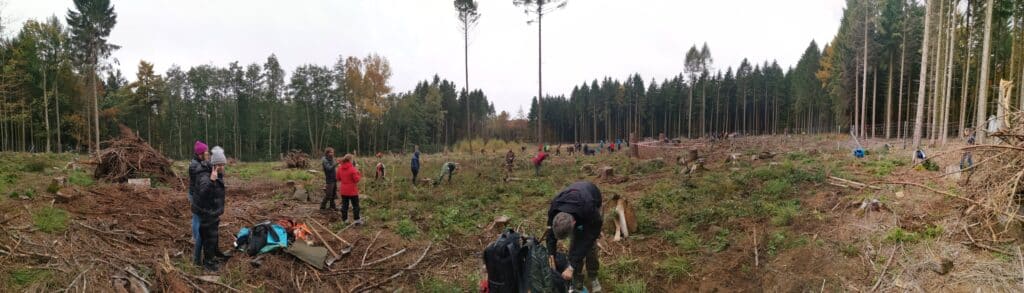 Aufforstungsprojekt Bäume pflanzen in Deutschland mit Click A Tree