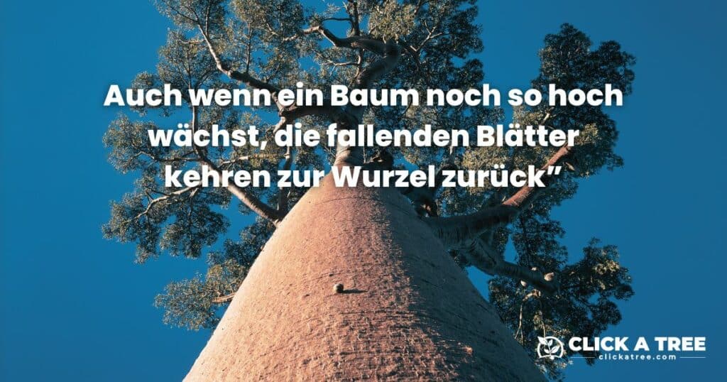 Ein sehr großer Baobab Baum