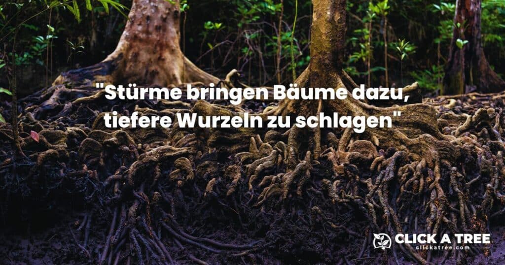 Zwei Bäume mit beachtlichem Wurzelwerk