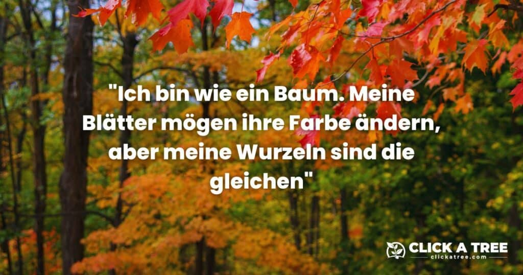 Ein bunter Blätterwald