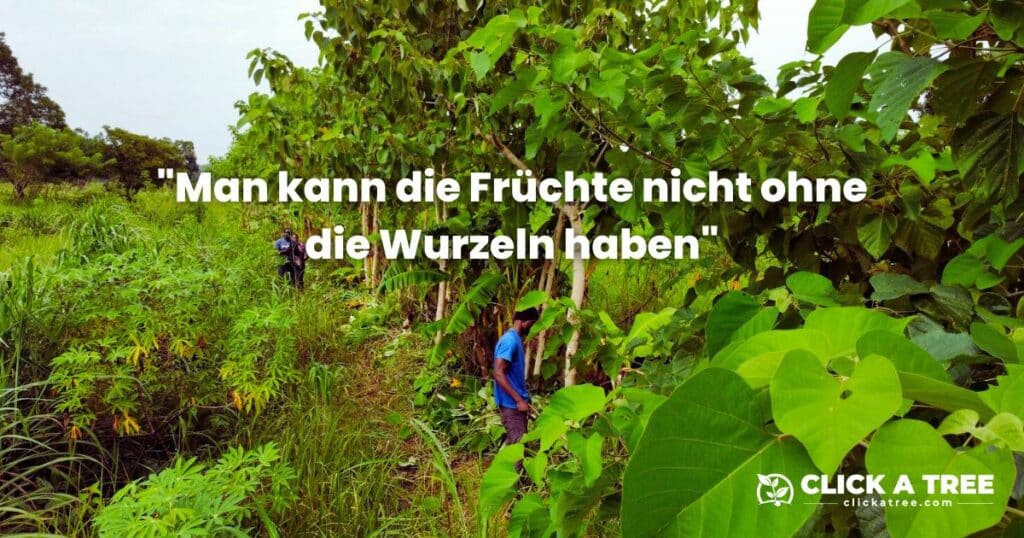 Im Click A Tree Aufforstungsprojekt in Ghana wachsen große Nutzpflanzen