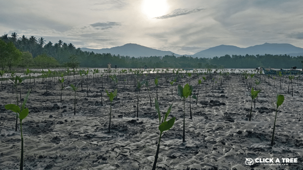 Hier sind die Alt-Texte für die drei Bilder:

1. **Bild 1**: Bunte, hölzerne Stühle in einem Klassenzimmer in einem nachhaltigen Reiseprojekt. Im Vordergrund der Text "Nachhaltige Reisen anbieten" und das Logo von MESO Reisen sowie das Logo von Click A Tree.

2. **Bild 2**: Eine Gruppe von Menschen, die fröhlich zusammen in einem Wald stehen, einige halten Werkzeuge in der Hand. Es handelt sich um Freiwillige oder Projektteilnehmer in einem Baumpflanzungsprojekt von Click A Tree, um die Natur und Umwelt zu unterstützen.

3. **Bild 3**: Junge Bäume, die in einer Sandfläche gepflanzt wurden, mit Bergen im Hintergrund und einer ruhigen Wasseroberfläche. Dies ist ein Mangroven-Aufforstungsgebiet von Click A Tree zur Wiederherstellung des Ökosystems und zum Schutz der Küste.