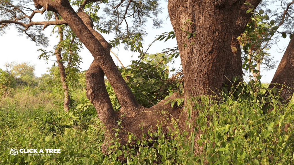 Dieses Bild zeigt einen großen Baum mit dicken, verzweigten Ästen und einer rauen Rinde. Der Baum ist umgeben von dichter, grüner Vegetation. Sonnenlicht fällt durch die Blätter und beleuchtet Teile des Baumes und der Umgebung. Unten links befindet sich das „Click A Tree“-Logo, das auf das Aufforstungsprojekt hinweist.