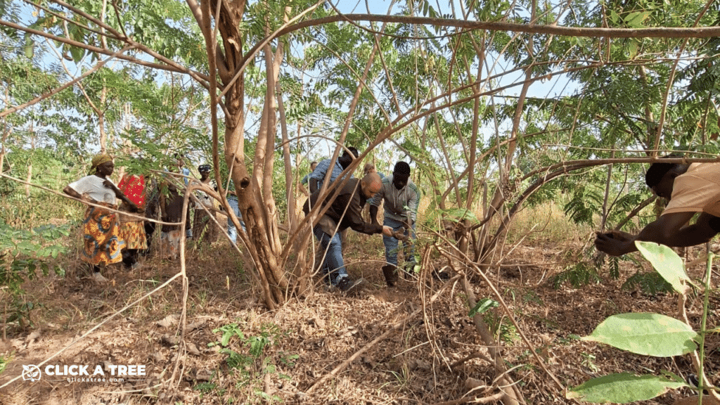 Auf diesem Bild sind mehrere Menschen zu sehen, die in einem bewaldeten Gebiet arbeiten, Mitarbeiter von Click A Tree sowie Locals aus Ghana. Sie stehen inmitten junger Bäume und dichter Vegetation und pflanzen neue Setzlinge ein. Im Vordergrund ist ein Mann, der sich nach unten beugt, um einen Setzling zu platzieren. Frauen in traditioneller Kleidung stehen im Hintergrund und helfen bei der Pflanzung. Unten links ist das „Click A Tree“-Logo sichtbar.