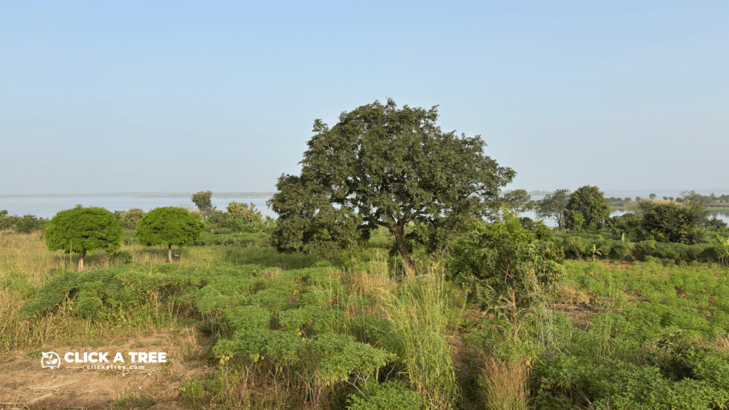Ein beeindruckender Blick auf eine weite, grüne Landschaft mit mehreren jungen Bäumen, die auf Feldern gepflanzt wurden. Im Zentrum des Bildes steht ein großer Baum, während im Hintergrund ein Gewässer sichtbar ist. Das Bild zeigt die Fortschritte des Click A Tree Projekts in Dambai, Ghana.