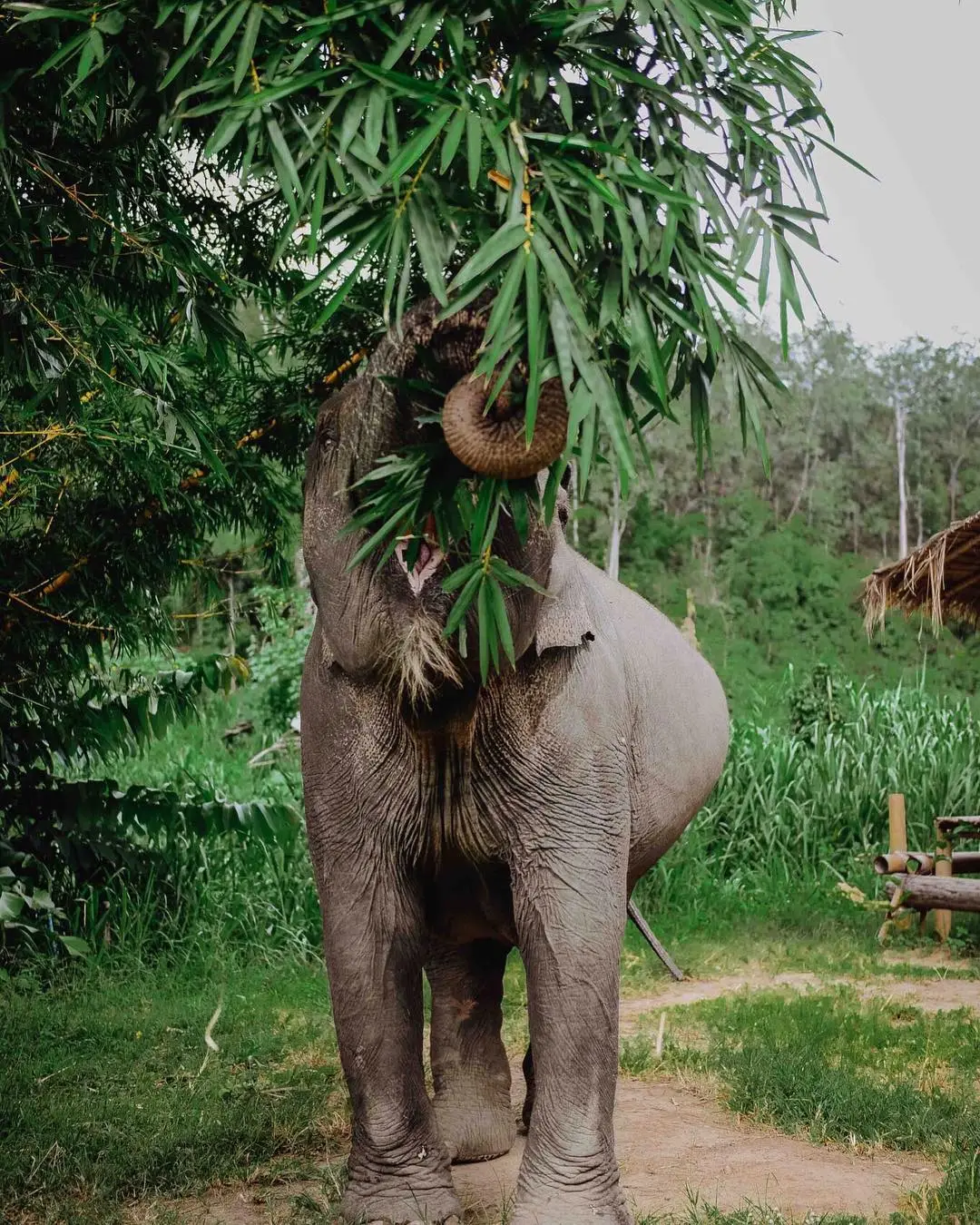 Aufforstungsprojekt in Thailand