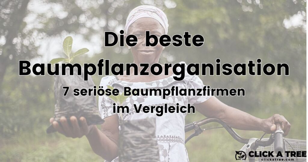 Die beste Baumpflanzorganisation - seriöse Baumpflanzfirmen im Vergleich